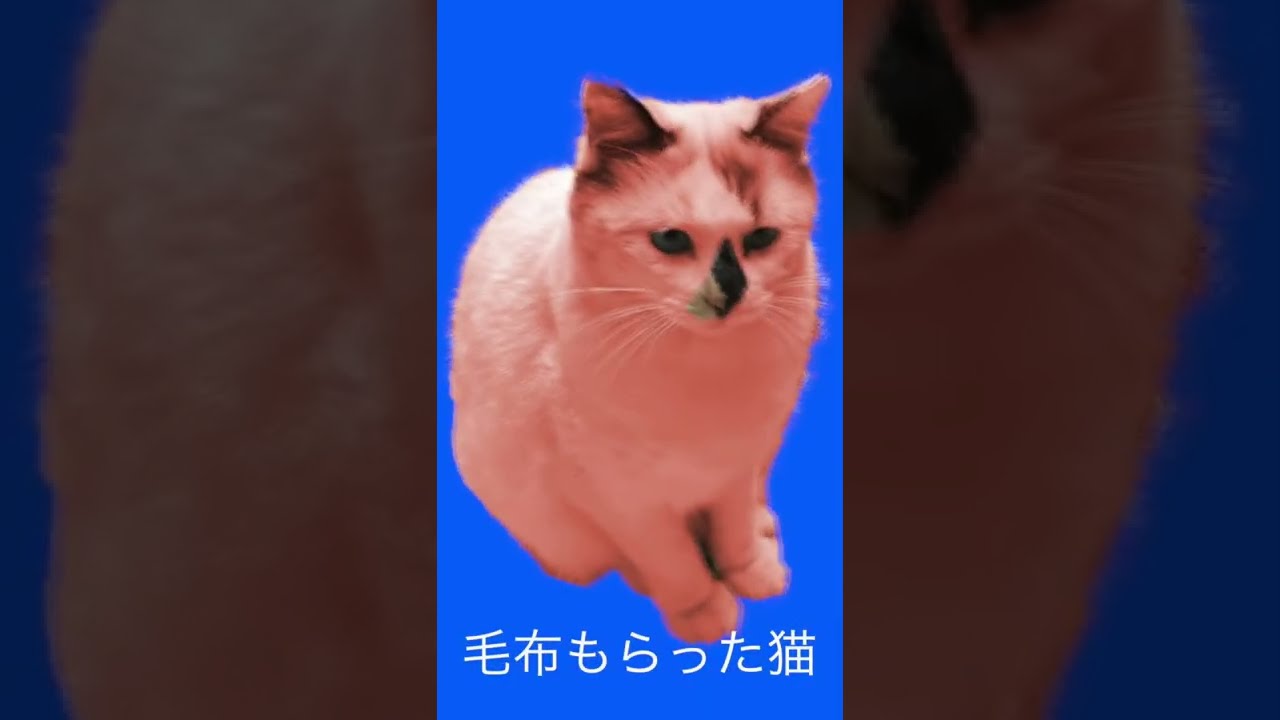 【保護猫】毛布もらった猫 【野良猫】