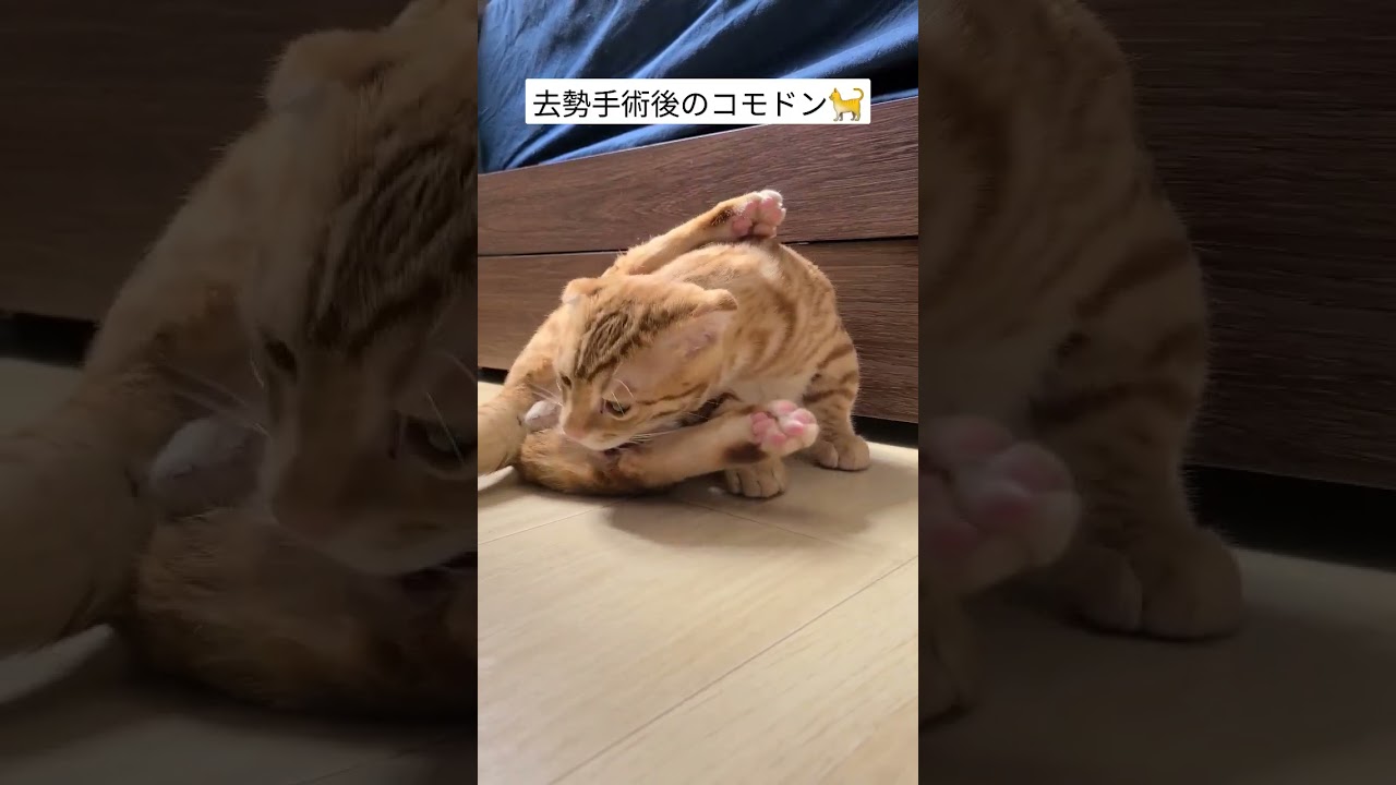 去勢手術で大事なものが無くなったのに気づきつつも気にしない肝っ玉コモドン【コモドンの観察日記】 #キンカロー #子猫