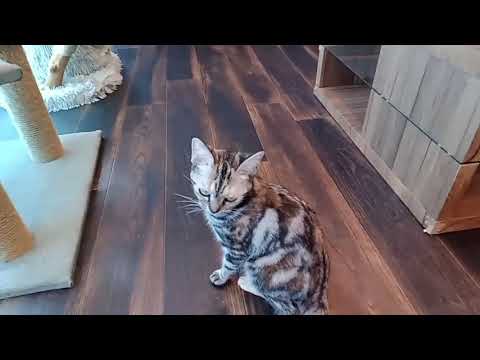 ペットショップCoo&RIKU　573605　アメリカンショートヘアー