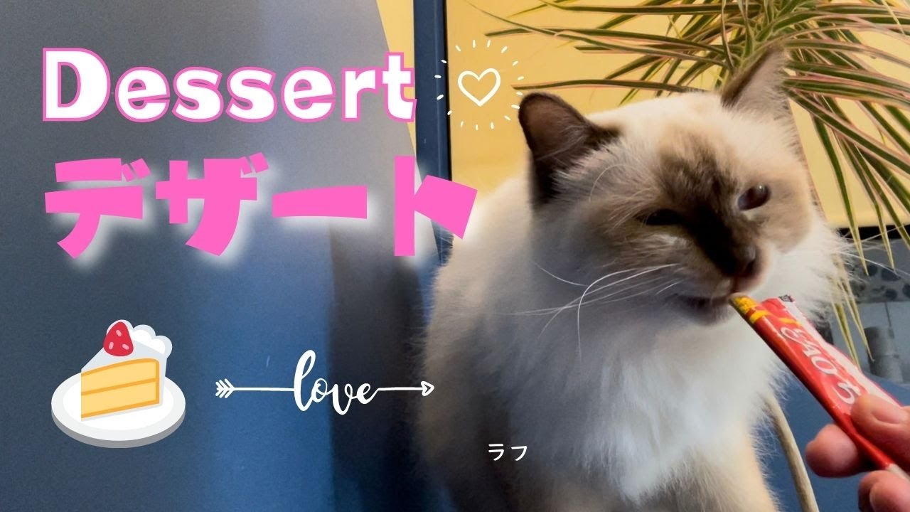 ４匹のバーマン猫たちの食後のお楽しみ【デザート】Dessert（バーマン猫）Birman/Cat