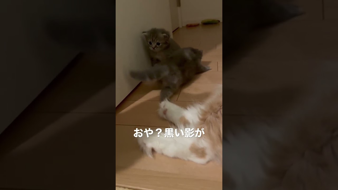 小さい赤ちゃんと大きいパパ猫 #猫のいる暮らし #ラガマフィン #猫赤ちゃん