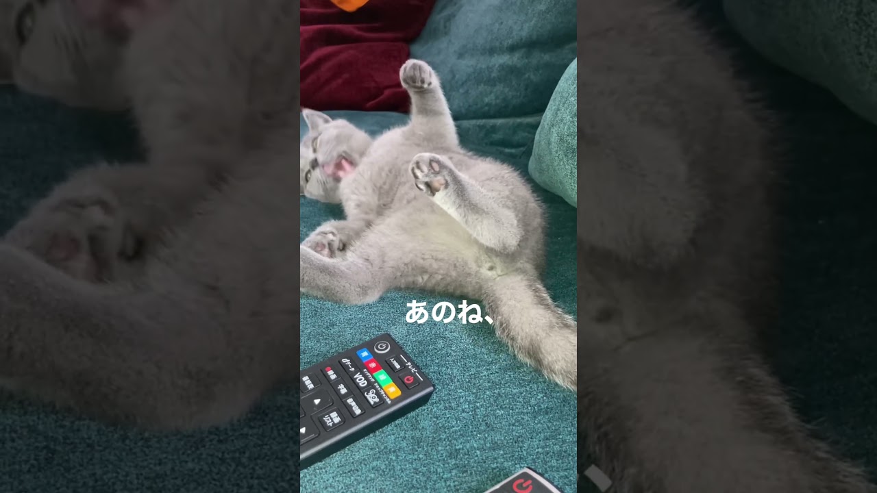 【ブリティッシュショートヘア】たまにオッサン化しちゃう猫【ハイサイおじさん】#shorts #ブリティッシュショートヘア #cat #kucing