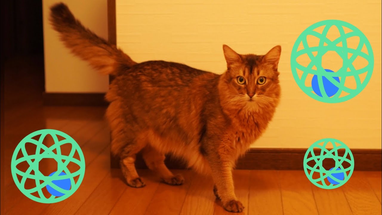 【譲らないソマリ】おもちゃを先住猫に使わせない猫 #shorts