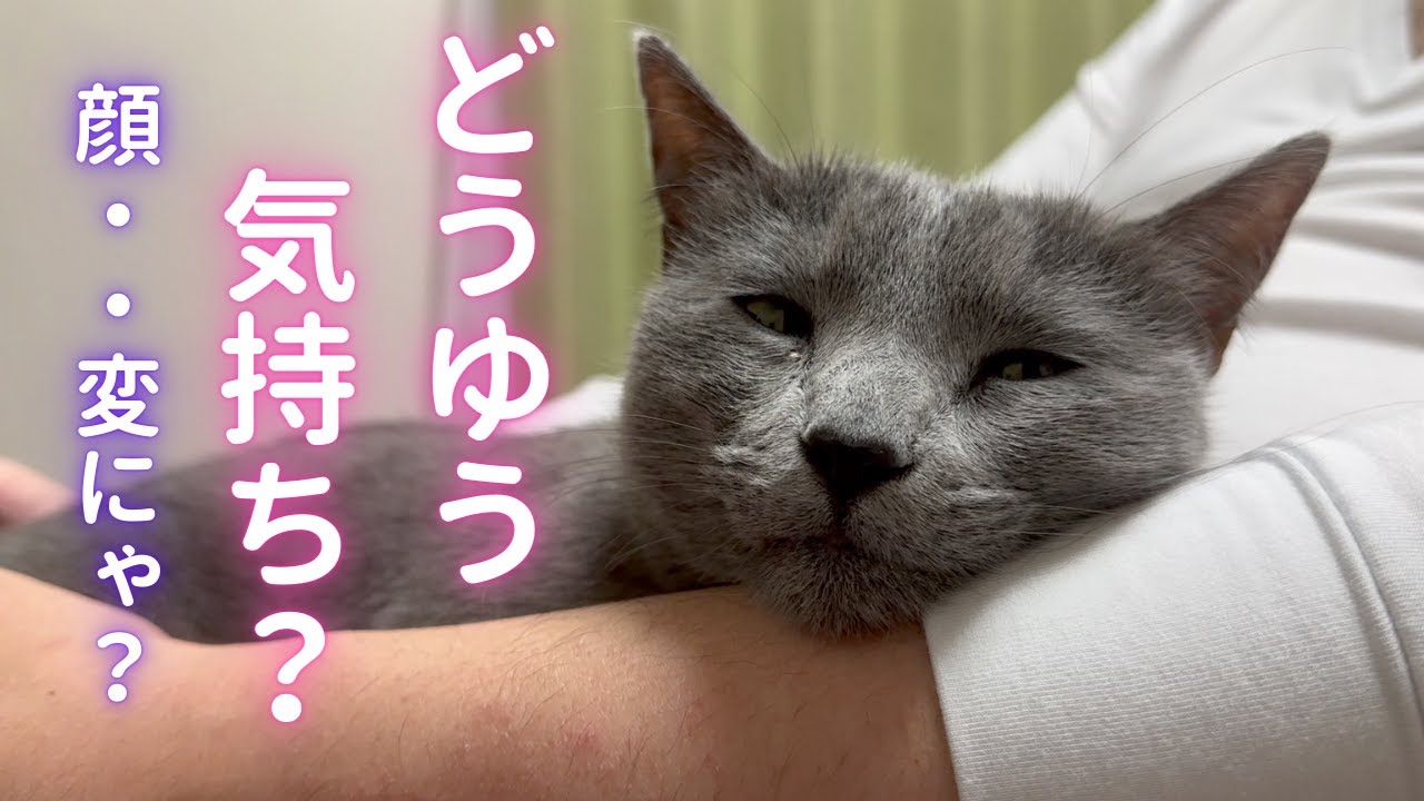 ぶちゃ可愛い猫の表情がこちらです（ロシアンブルー）