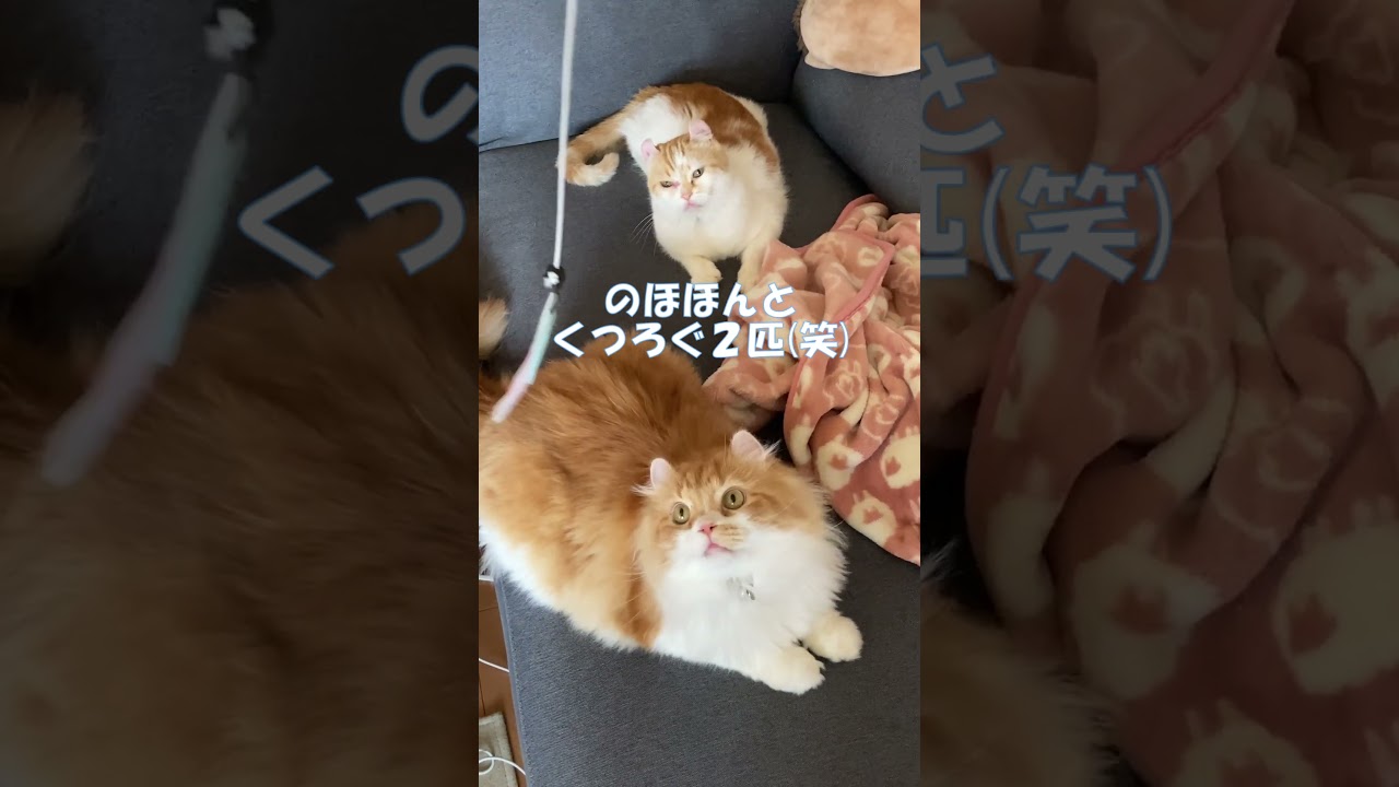 おもちゃを大切そうにつかむ猫 #shorts  #猫 #アメリカンカール #cat