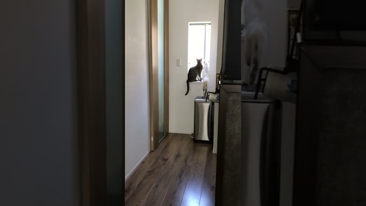 仲良く外を眺める猫 【エジプシャンマウ】【保護猫】#Shorts / Cats looking out together