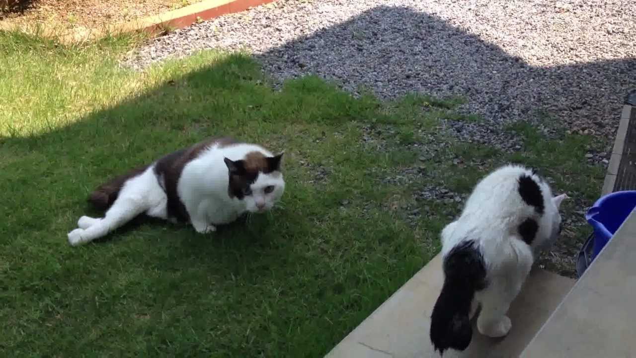 日本猫「ハナ」お庭でまったりしました。 Hana the old cat in the yard
