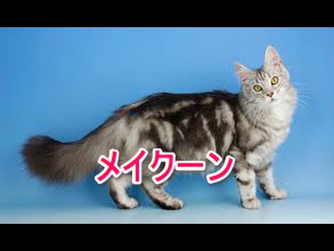 【猫図鑑】メイクーン