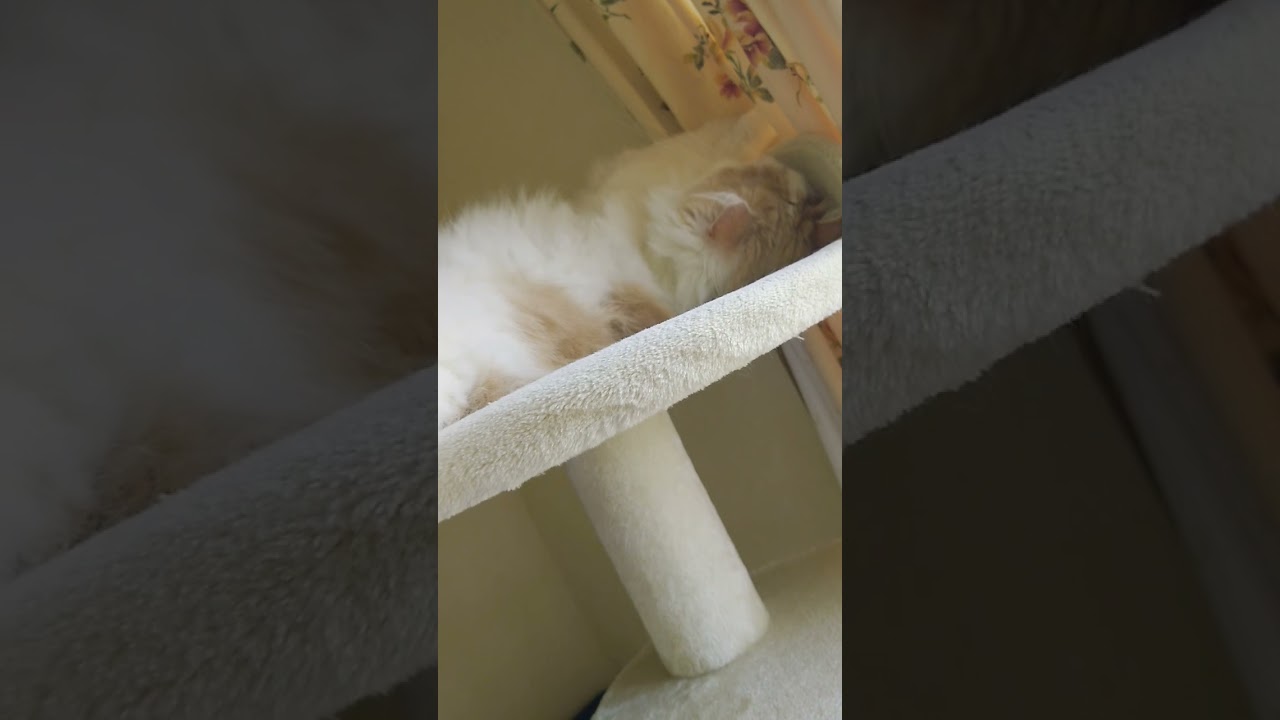変な寝相#ラガマフィン　#大型猫