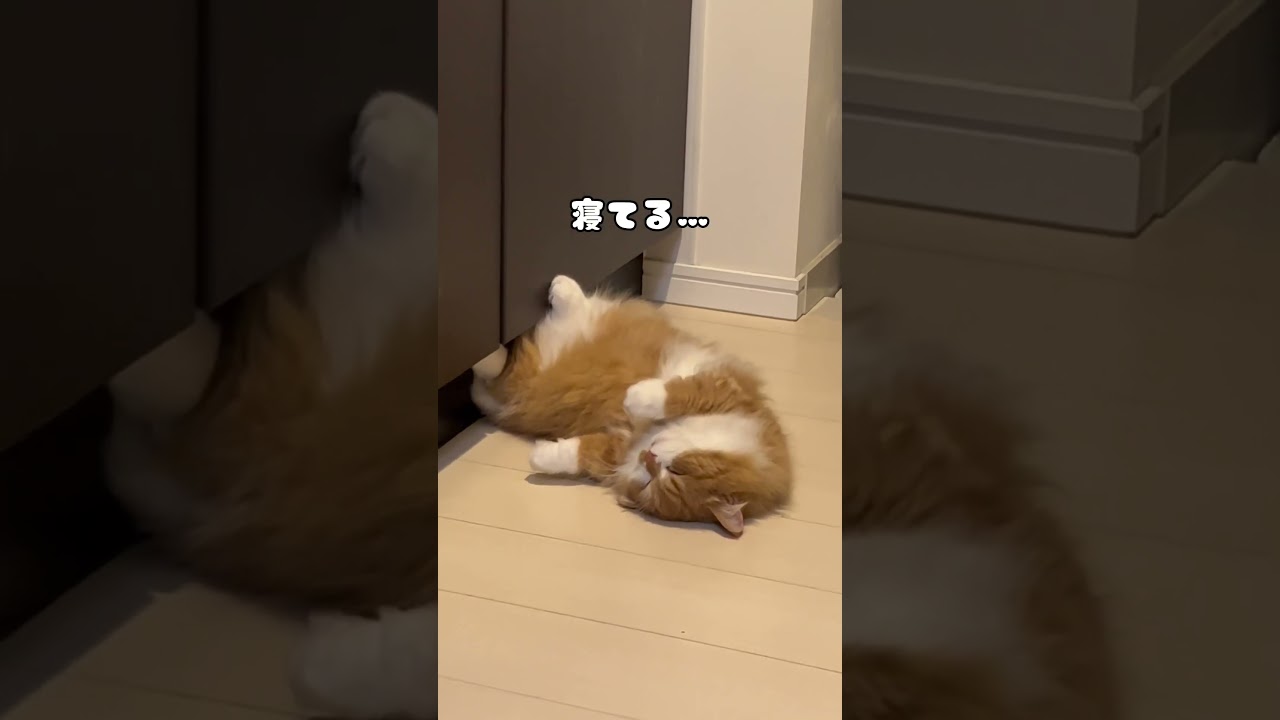 ぬいぐるみみたいな猫 #shorts #猫 #マンチカン #短足マンチカン #cat #munchkin