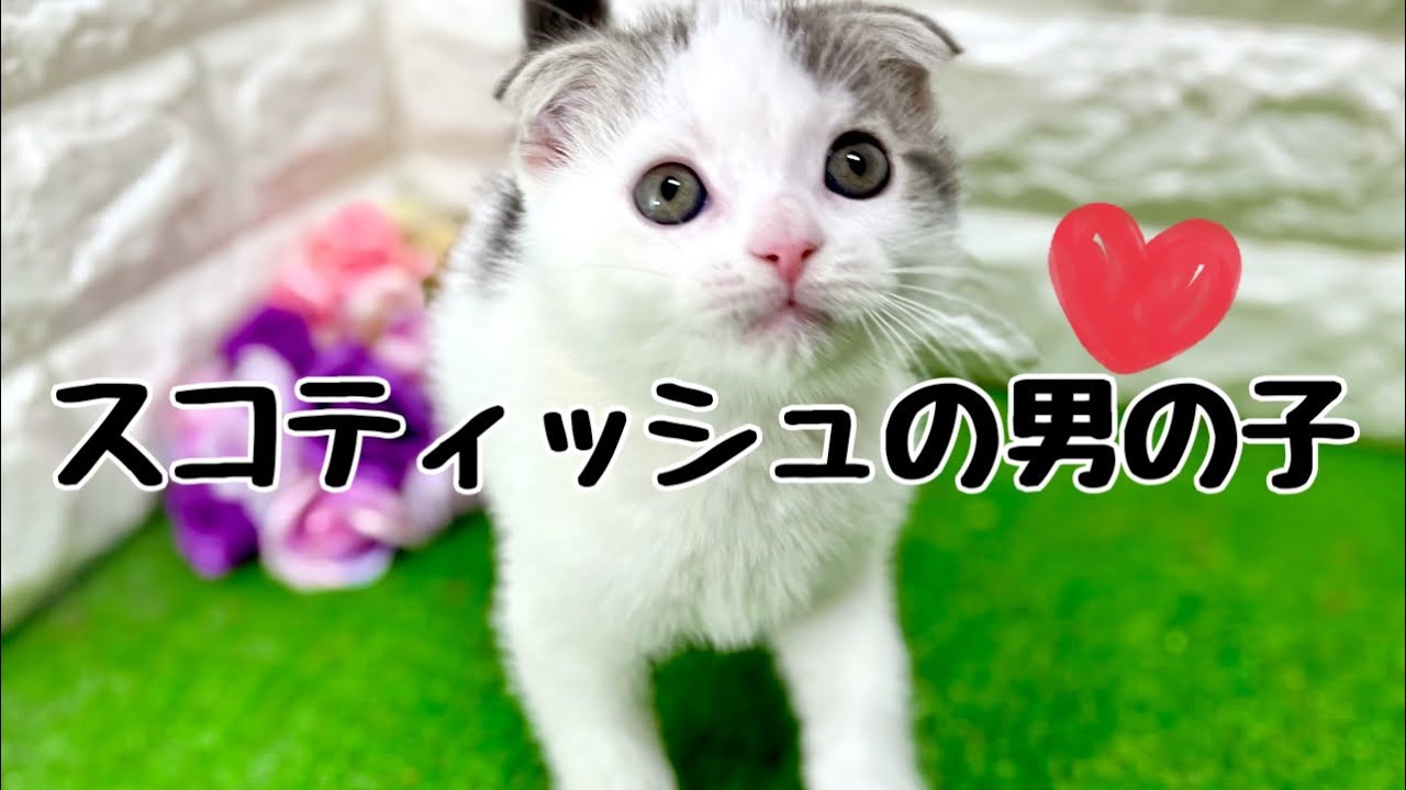 スコティッシュフォールドの子猫　（和歌山）