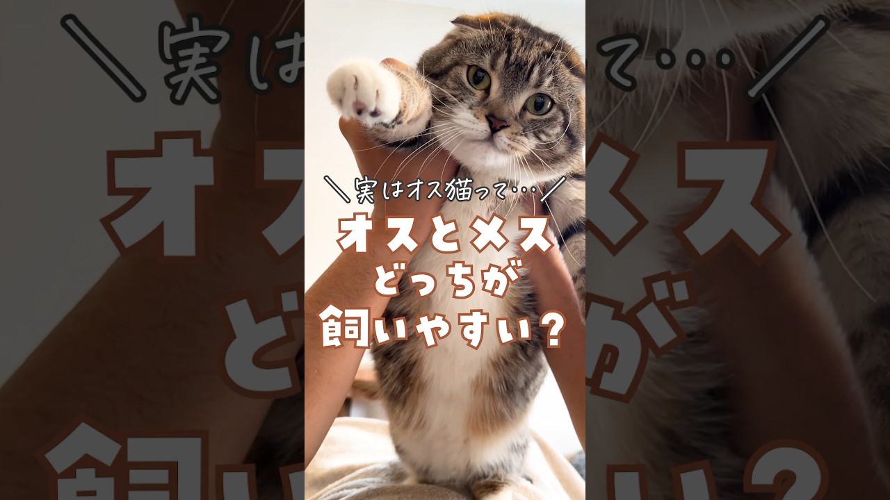オス猫とメス猫の飼いやすさを調査した結果…！#猫 #猫のいる暮らし #猫あるある #猫の気持ち