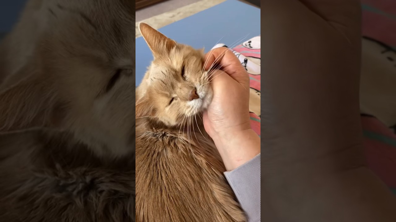 ナデナデ　ゴロゴロ　#shorts  #ソマリ