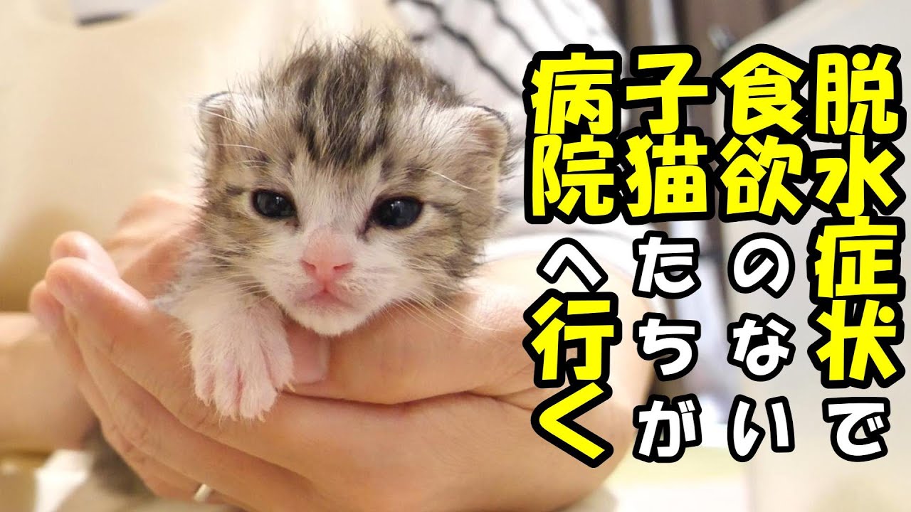 脱水状態でミルクを飲めなくなった子猫たちを病院へ【赤ちゃん猫　保護猫】