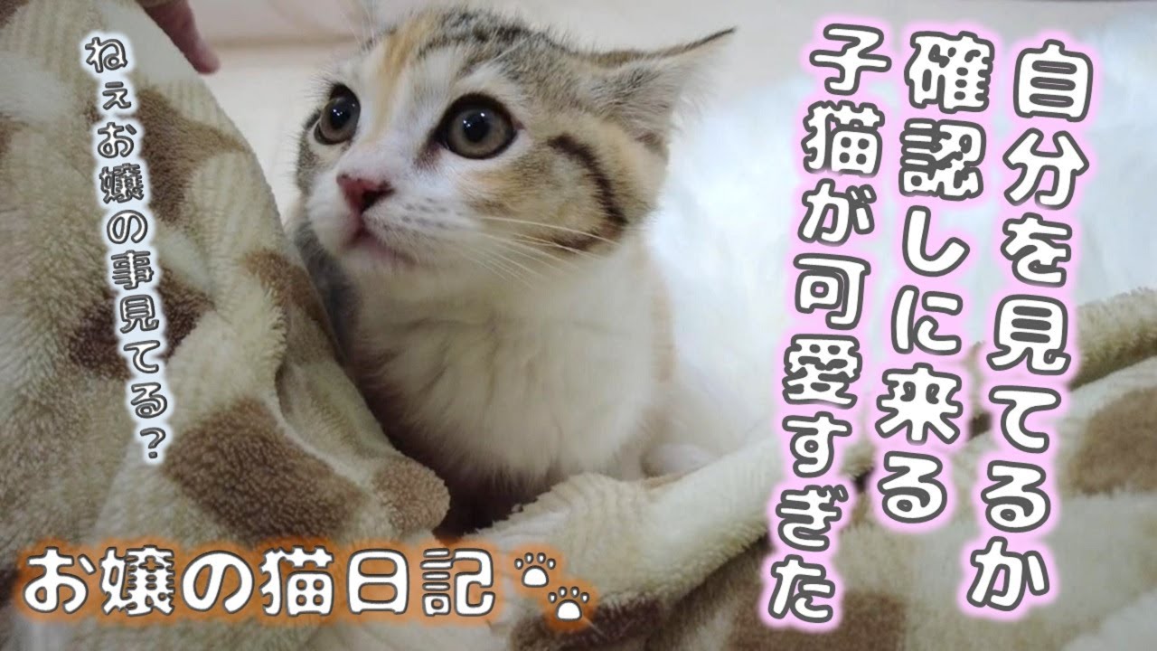 自分を見てるか確認しに来る子猫が可愛すぎた【お嬢の猫日記 / OJO- CAT DAILY】