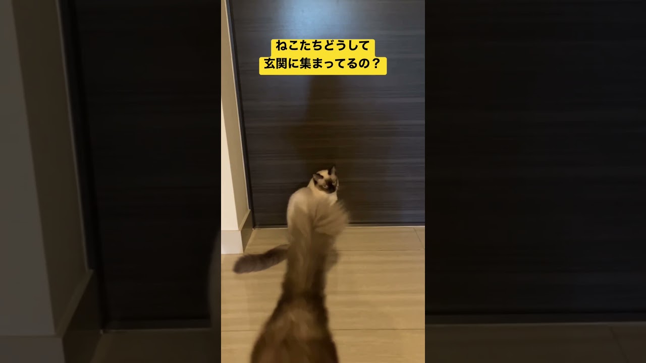 なぜか玄関に集まるたぬきに似たラグドールの子猫たち #ラグドール #子猫 #ねこのいる生活 #ragdoll #kitten