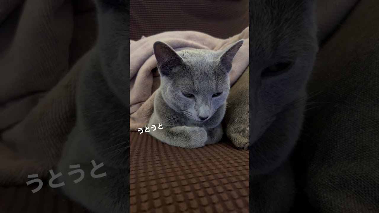 眠れないときにおすすめの動画🐈‍⬛　　#Shorts #ロシアンブルー　#ねこ　#ねこ動画　#cat #猫　#Russianblue
