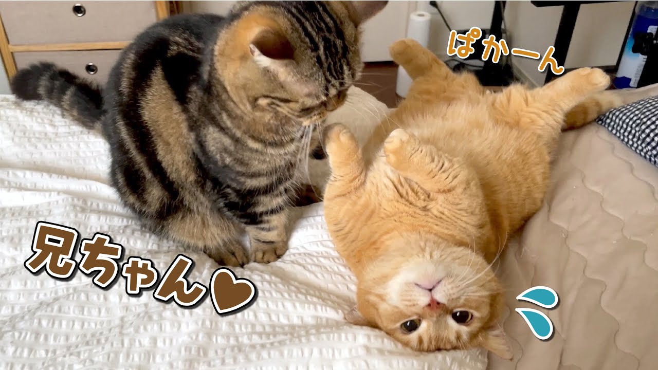 兄猫への愛のお返しが大胆すぎていつも困らせちゃう弟猫w