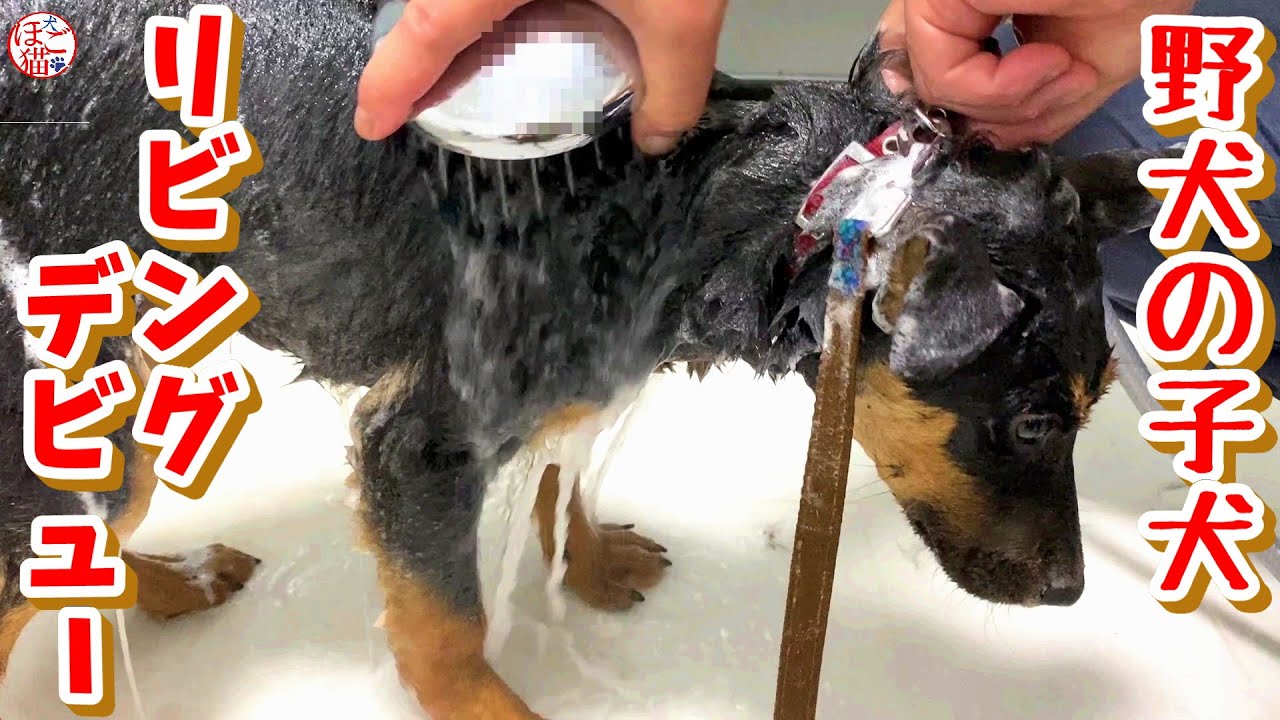 【子猫　保護犬 野犬】野犬の子犬達、リビングデビューしました！