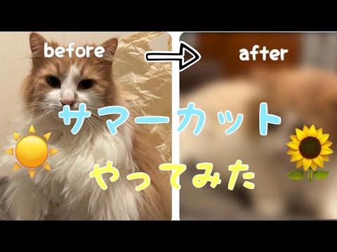 猫のサマーカットやってみた【ノルウェージャン】【アメリカンカール】【猫】