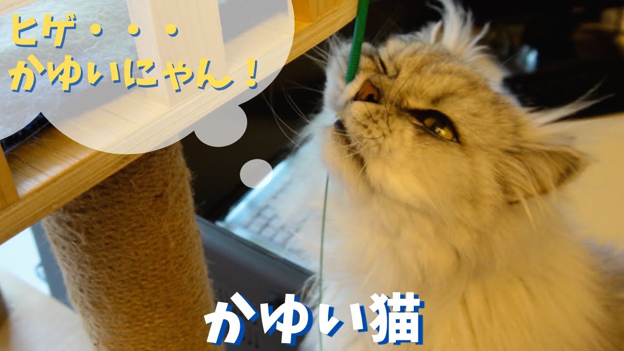 かゆい猫｜ラガマフィンのラガさん