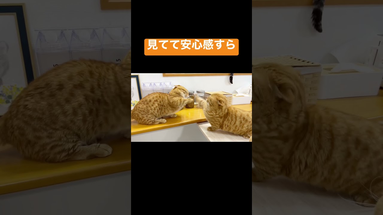 マンチカンのパンチは見てて安心感すらある #shorts