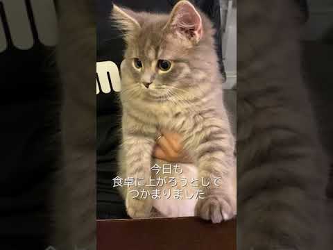今日も食卓に上がろうとしてつかまったサイベリアンの子猫が可愛い【#shorts】