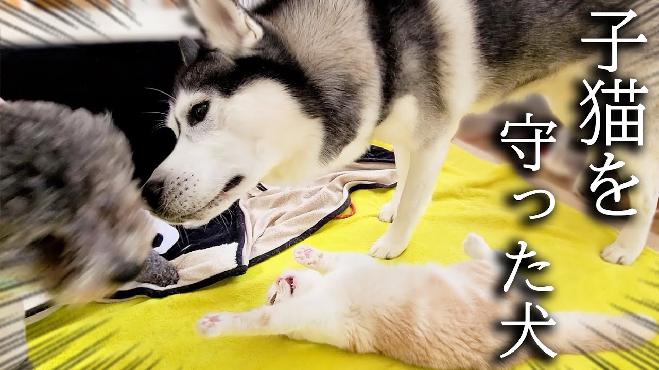 子猫のニャーと言う泣き声に秒で駆けつけ助けた犬がこちらです