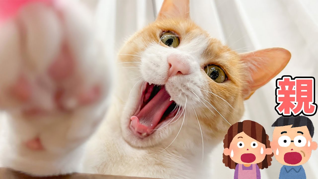 はるばる訪問してきた両親を最悪すぎる方法でお出迎えしてしまう猫…