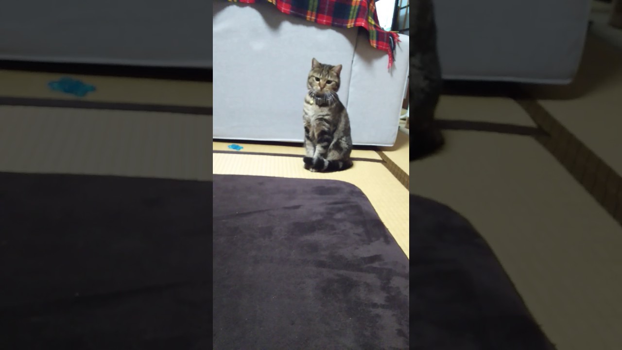 100均シリーズ～鳥の飾り～