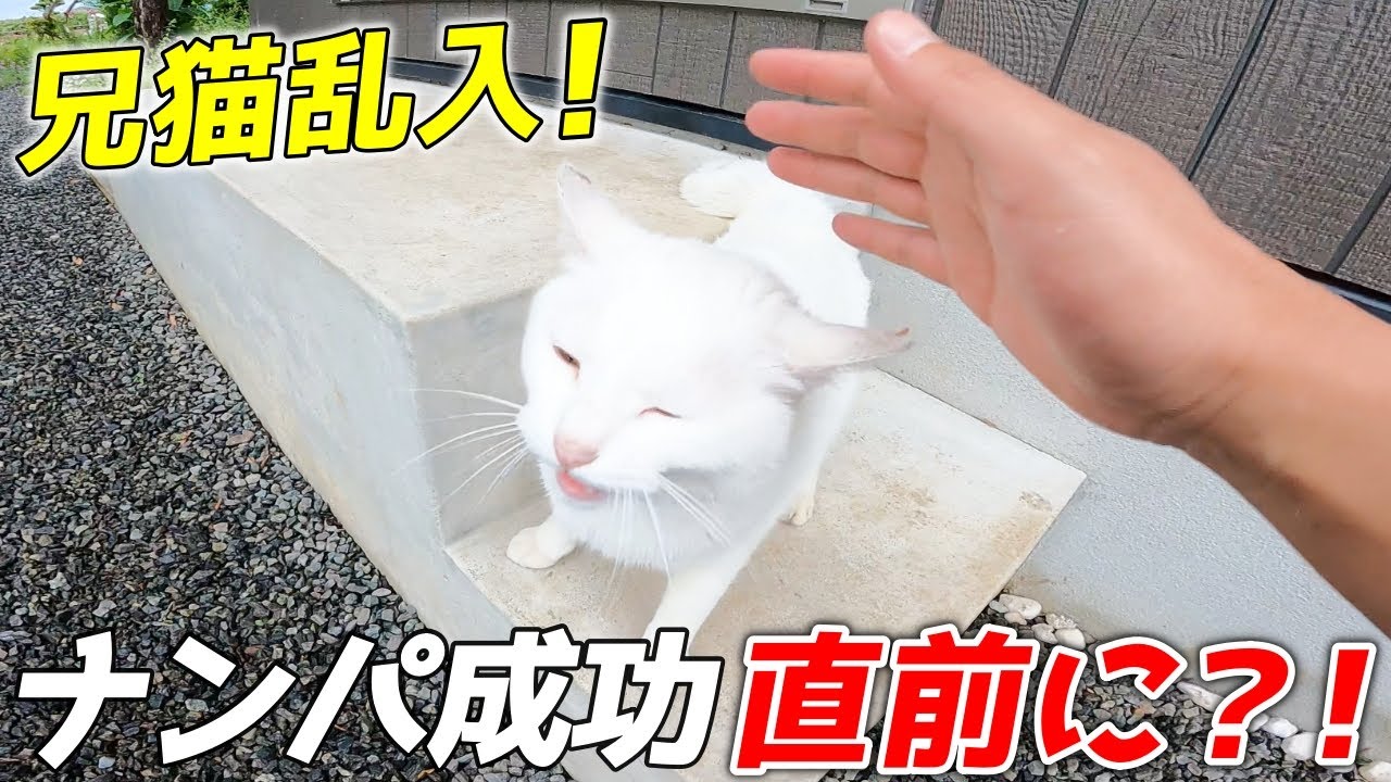 庭子猫のナンパ中に兄猫に乱入されてイイ感じだったけど急に振られるパパ…笑[三毛母猫の子猫]