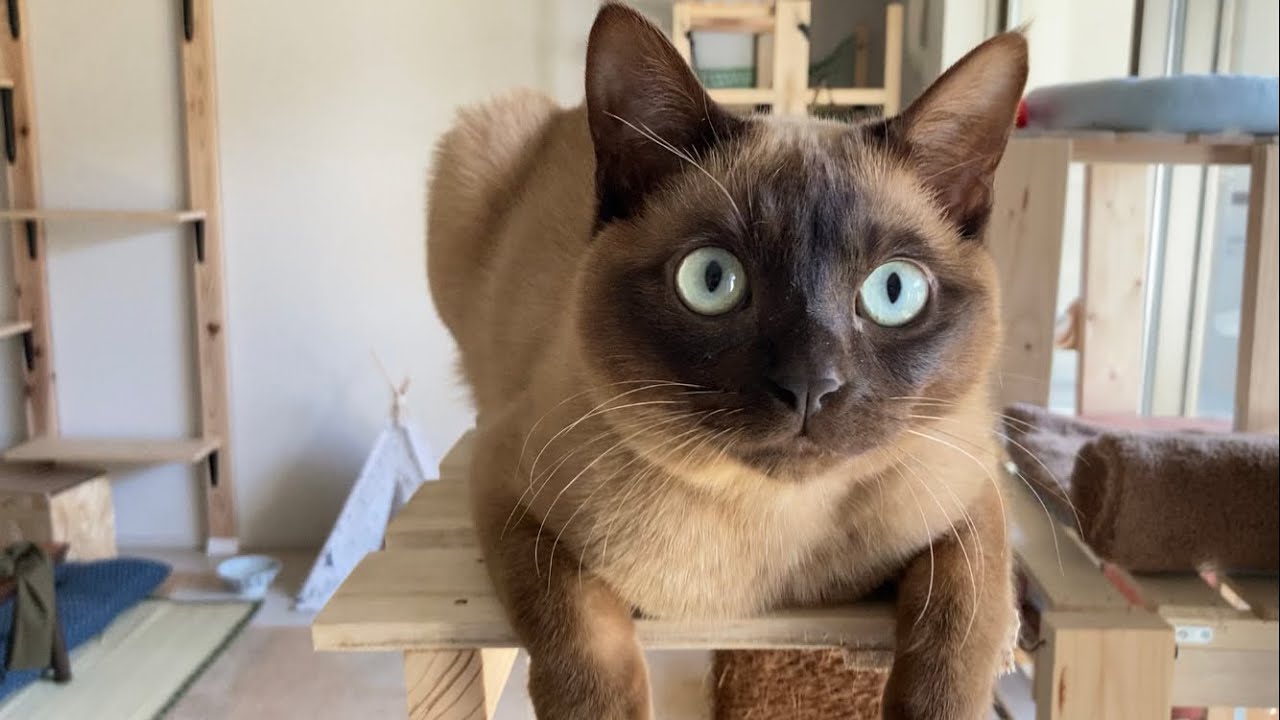 トンキニーズ 【2023/03/11】