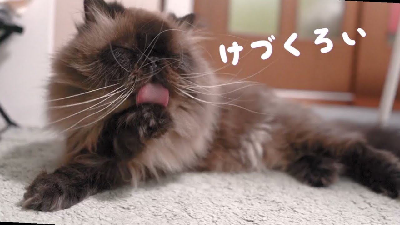 【ヒマラヤン猫】もふもふの癒し　ラグドールのクリム！　ラグドール猫！｜抱っこが好きな猫 ｜ヒマラヤン猫｜甘える猫