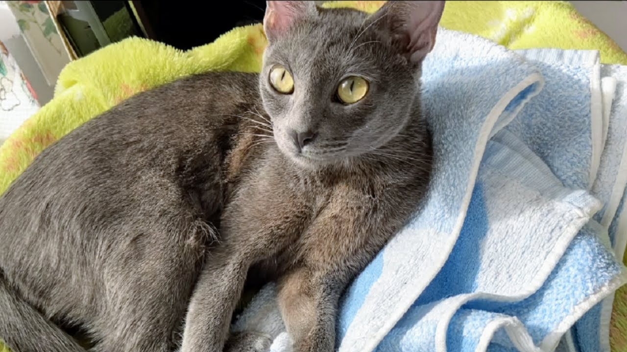 Elegant Afternoon | Lucky Korat Cat