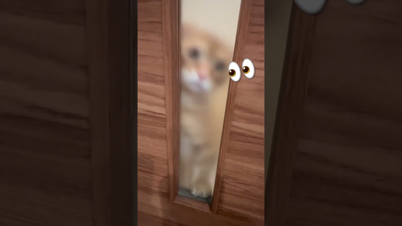 何かのぞいてくる🐈 #キンカロー #子猫 #cat #猫 #猫のいる暮らし #catlover #고양이 #catlovers #catvideo #catvideos