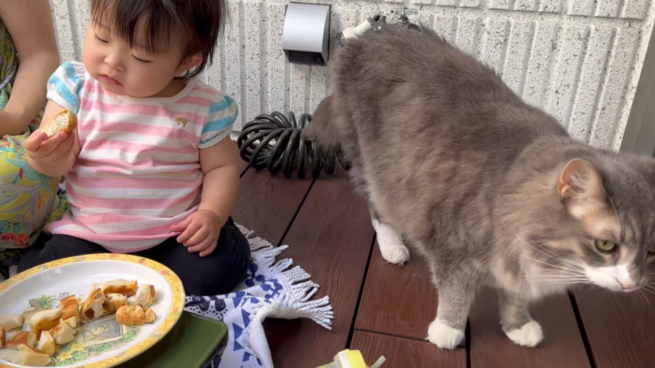 パンケーキのおかわりをせがむ赤ちゃんと毎度の光景に気にしない猫　ノルウェージャンフォレストキャット　Baby asking for another pancake and familiar cat