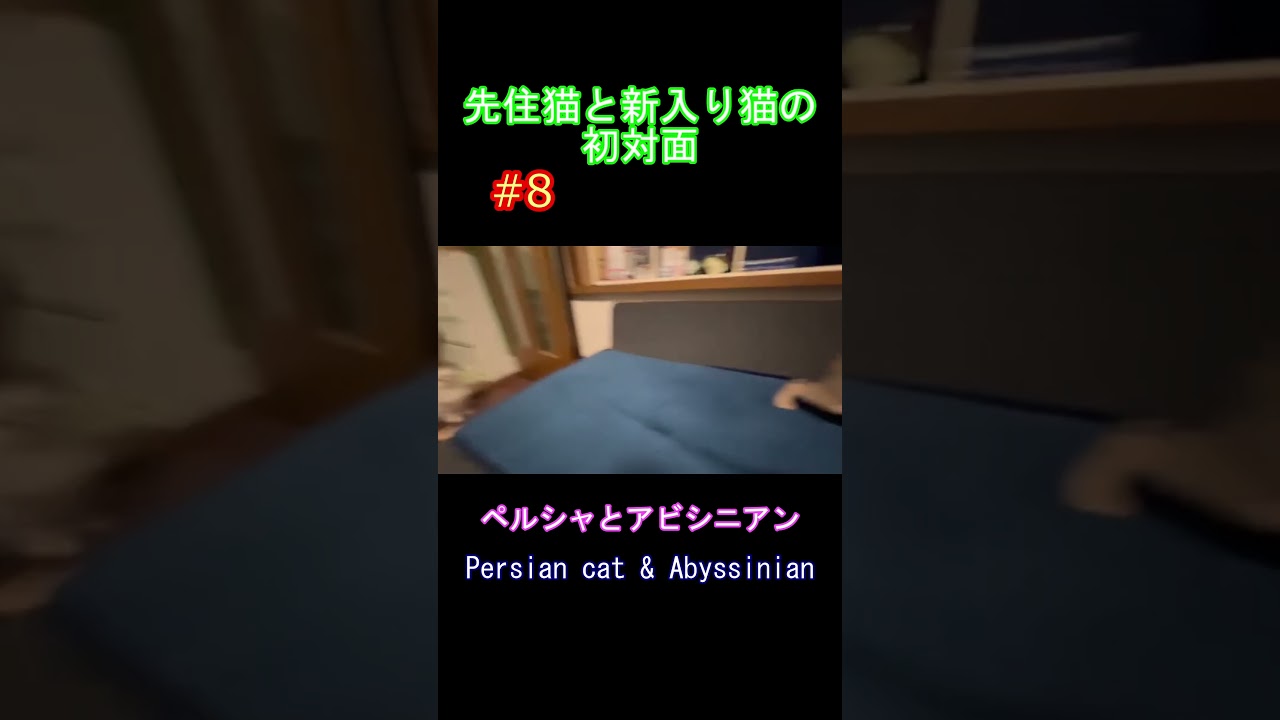 先住猫と新入り猫の初対面 #8 ペルシャとアビシニアン Persian cat & Abyssinian