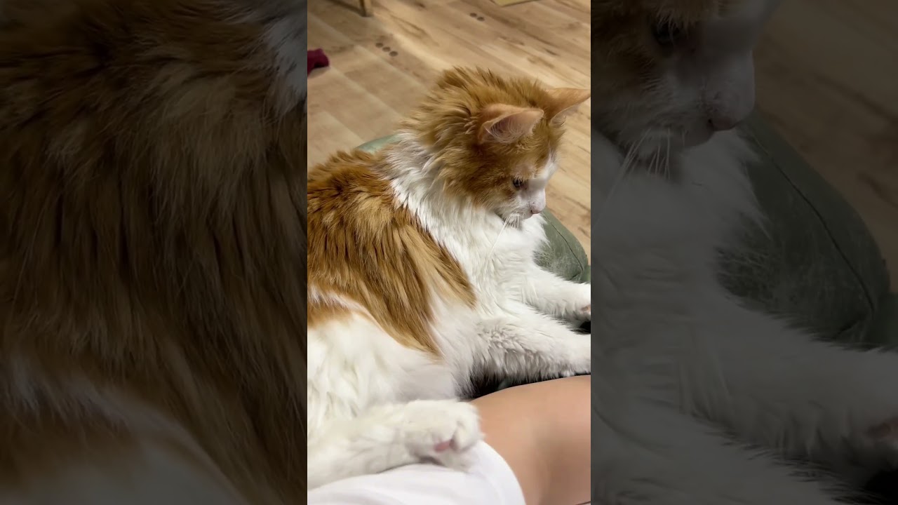 どうしても近くで寝たい猫#shorts 【マリー（メインクーン）】