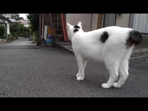 【さんぽねこ】あたちのお散歩道。今日も異常なしニャン♪
