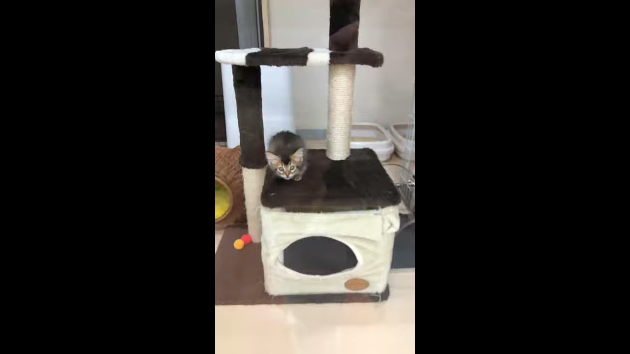 ソマリちゃん元気いっぱい（＾∇＾）