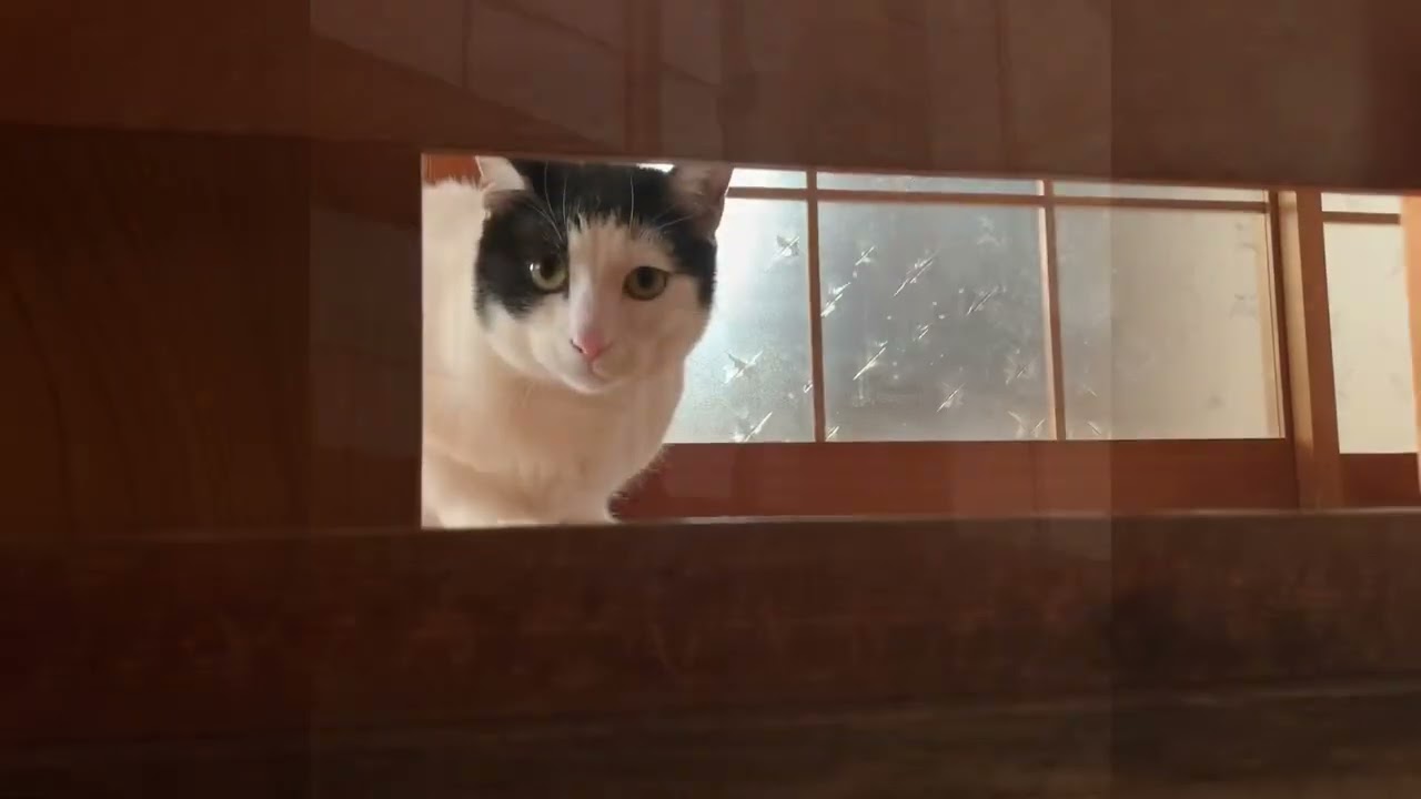 「GWいかかお過ごしかにゃ？」