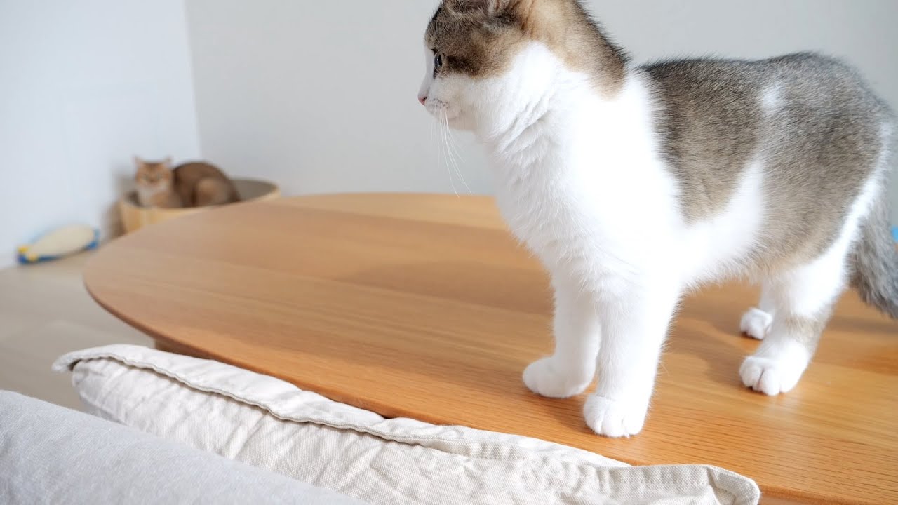 This is the last time I spent with my kitten Fifi