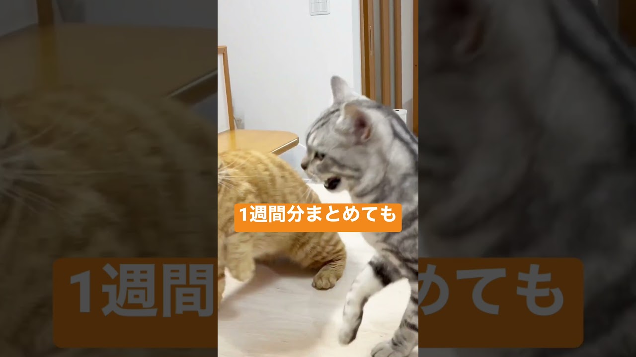マンチカンのパンチは1週間分まとめてもほとんど当たらない #shorts