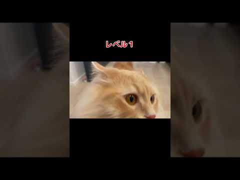 【サイベリアン】猫とトイレットペーパーチャレンジしてみた！#shorts #cat #猫