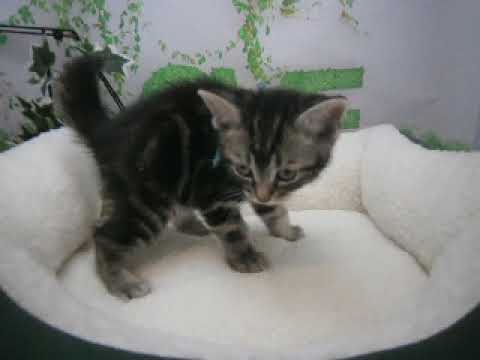 627283 アメリカンショートヘアー