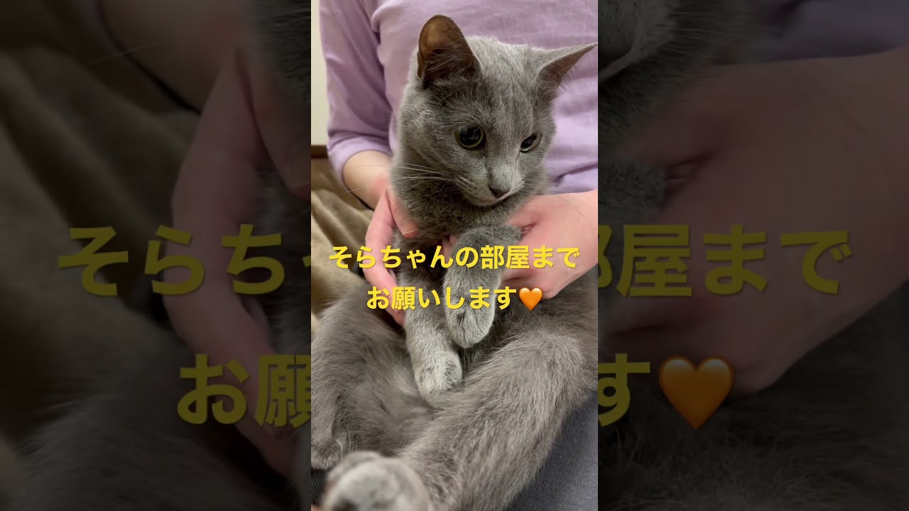 可愛い💛エレベーターガールそら（ロシアンブルー）#shorts
