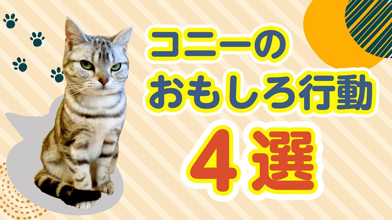 コニーのおもしろ行動4選【アメリカンショートヘアー】