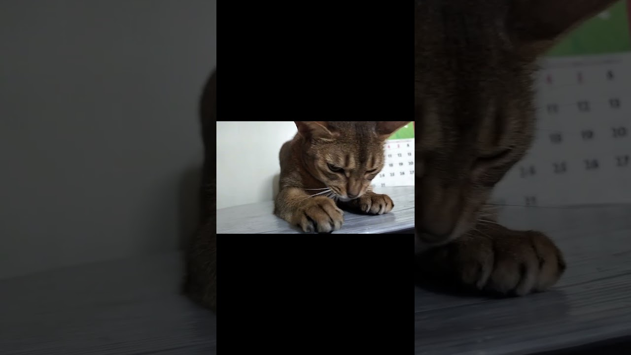 ネコ動画あび＃1444　#shorts　あびの毎日　アビシニアン　あび