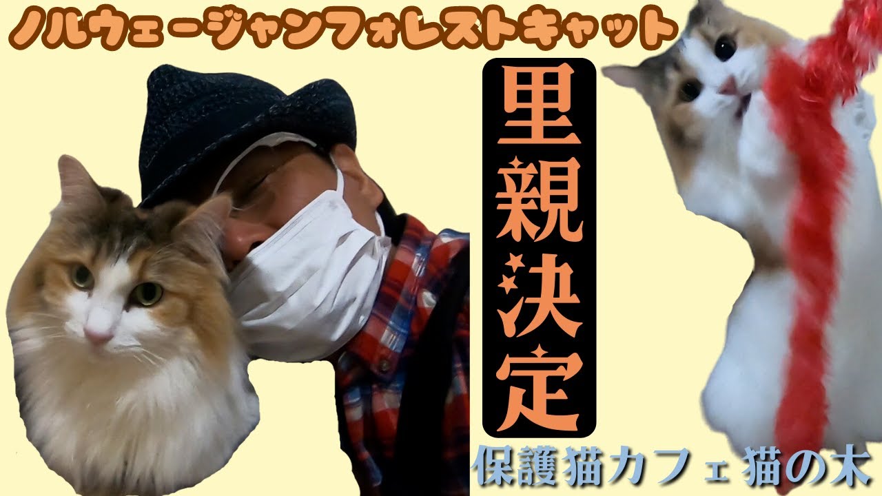 ノルウェージャンフォレストキャットの三毛猫は甘えて遊んで里親決定猫の木）十三駅Norwegian Forest Cat Calico Cat