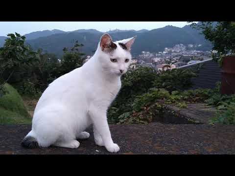 【さんぽねこ】ひとまず休憩ニャン